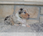 Small Photo #5 Australian Shepherd Puppy For Sale in DIXON, MO, USA