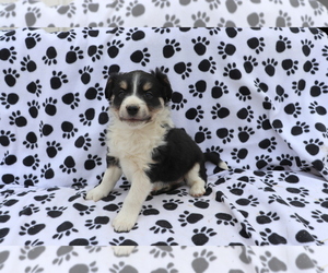 Australian Shepherd-Unknown Mix Puppy for sale in SHILOH, OH, USA