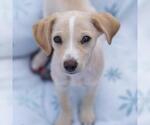 Small Photo #13 Chihuahua-Colonial Cocker Spaniel Mix Puppy For Sale in San Diego, CA, USA