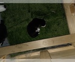 Small Photo #59 Siberian Husky Puppy For Sale in ALTON, IL, USA