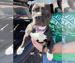 Small #2 Boston Terrier Mix