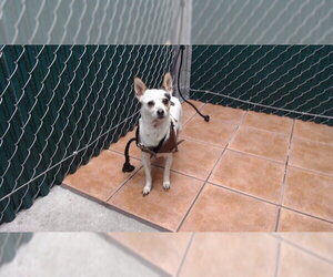 Chihuahua Dogs for adoption in Downey, CA, USA