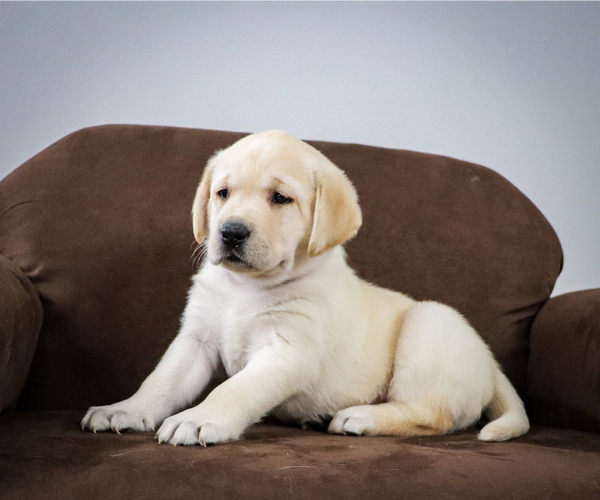Medium Photo #3 Labrador Retriever Puppy For Sale in STALLION SPRINGS, CA, USA