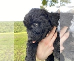 Small Photo #6 Goldendoodle Puppy For Sale in HARROGATE, TN, USA