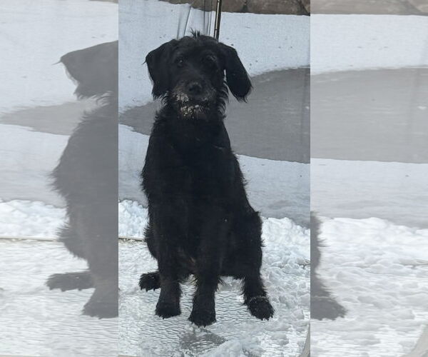 Medium Photo #1 Poodle (Standard)-Unknown Mix Puppy For Sale in Walnutport, PA, USA