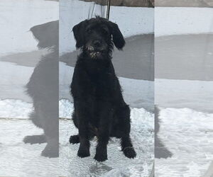 Poodle (Standard)-Unknown Mix Dogs for adoption in Walnutport, PA, USA