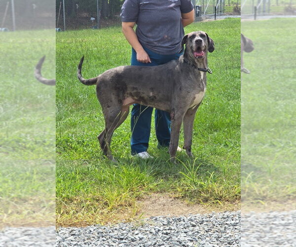Medium Photo #2 Great Dane Puppy For Sale in Bullard, TX, USA