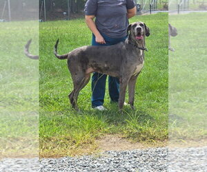 Pepper - Female Great Dane Dog for Adoption - Photo #2