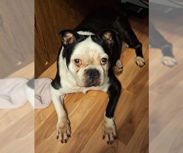 Medium Photo #3 English Boston Bulldog Puppy For Sale in High Point, NC, USA
