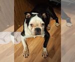 Small #2 English Boston Bulldog