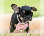 Small #5 French Bulldog