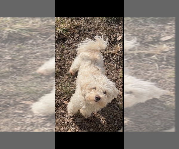 Medium Photo #1 Goldendoodle (Miniature) Puppy For Sale in LONGVIEW, WA, USA