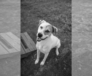 American Foxhound-Boxer Mix Dogs for adoption in Calhoun, GA, USA