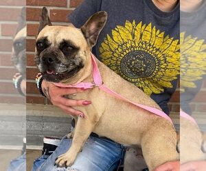French Bulldog Dogs for adoption in Carrollton, TX, USA