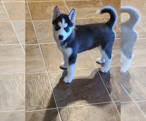 Siberian Husky Puppy for sale in PERRY, GA, USA