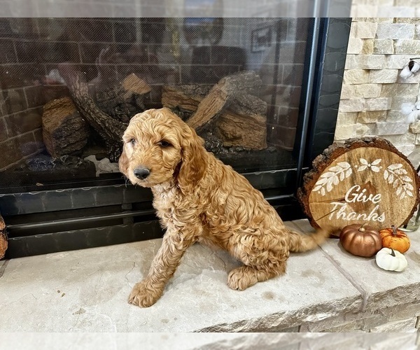 Medium Photo #13 Goldendoodle Puppy For Sale in MONTROSE, CO, USA