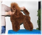 Small Photo #1 Poodle (Miniature) Puppy For Sale in Bila Tserkva, Kyiv, Ukraine