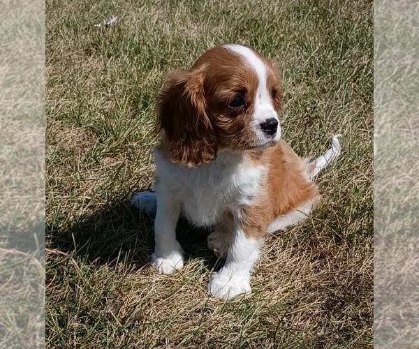 Medium Photo #2 Cavalier King Charles Spaniel Puppy For Sale in PORTAGE, MI, USA