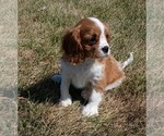Small #1 Cavalier King Charles Spaniel