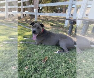 American Pit Bull Terrier Dogs for adoption in La Verne, CA, USA