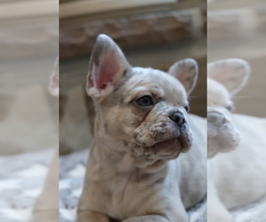 French Bulldog Puppy for sale in EAST EARL, PA, USA