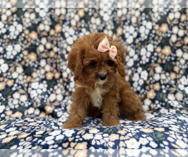 Medium Photo #6 Cavapoo (Miniature) Puppy For Sale in LAKELAND, FL, USA