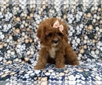 Biscuitly - Female Cavapoo (Miniature) Puppy for Sale - Photo #6