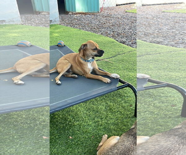 Medium Photo #1 Chihuahua-Unknown Mix Puppy For Sale in Chandler, AZ, USA