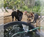 Small #11 German Shepherd Dog