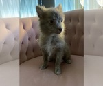 Puppy 3 Pomeranian