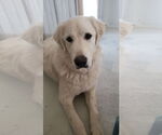 Small #9 Great Pyrenees