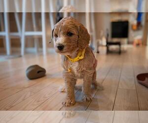 Poodle (Standard) Puppy for sale in COLORADO SPRINGS, CO, USA