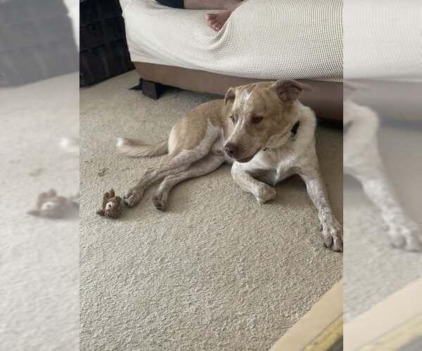 Medium Photo #2 Mutt Puppy For Sale in Garden City, NY, USA