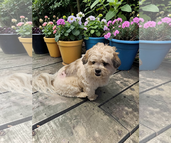 Medium Photo #4 Mal-Shi Puppy For Sale in McKinney, TX, USA