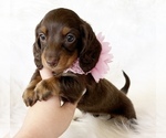 Small #1 Dachshund