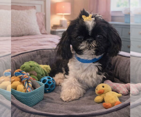 Medium Photo #1 Shih Tzu Puppy For Sale in Bon Carbo, CO, USA