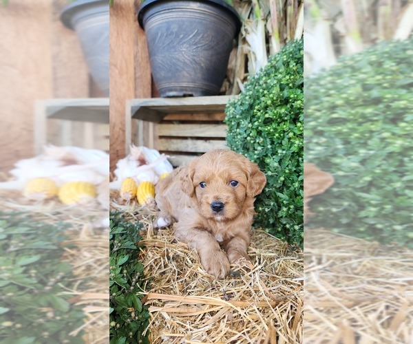 Medium Photo #7 Cavapoo (Miniature) Puppy For Sale in GREENWOOD, WI, USA