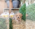Small #1 Cavapoo (Miniature)