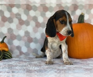 Beagle Puppy for sale in LANCASTER, PA, USA