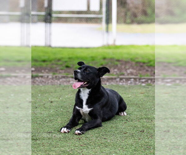 Medium Photo #2 Labrador Retriever-Unknown Mix Puppy For Sale in McDonough, GA, USA