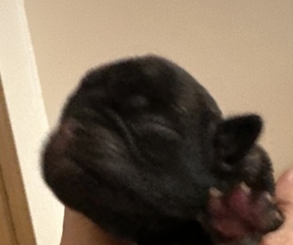 Medium Photo #15 Pug Puppy For Sale in TROY, MO, USA