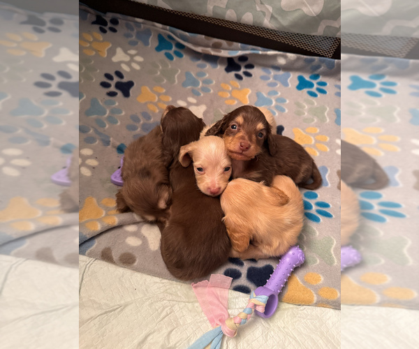 Medium Photo #8 Dachshund Puppy For Sale in MARYSVILLE, WA, USA
