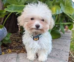 Maltese-Poodle (Toy) Mix Puppy for sale in TEMECULA, CA, USA
