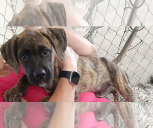 Boxer-Unknown Mix Dogs for adoption in hinckley, IL, USA