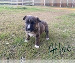 Small #1 German Shepherd Dog Mix