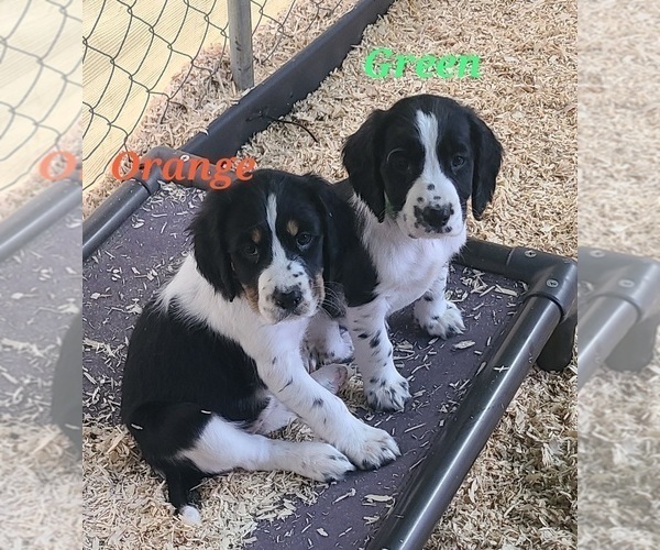 Medium Photo #17 English Springer Spaniel Puppy For Sale in PENDLETON, OR, USA