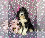 Small Photo #2 Bernedoodle (Miniature) Puppy For Sale in RISING SUN, MD, USA