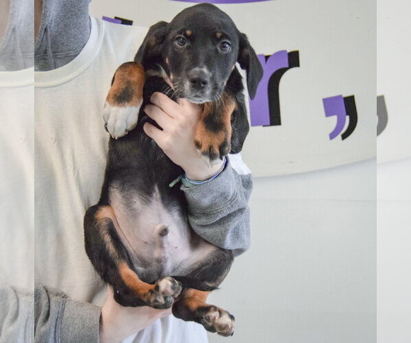 Medium Photo #4 Beagle-Unknown Mix Puppy For Sale in Huntley, IL, USA