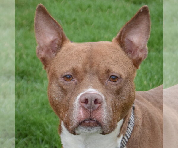 Medium Photo #2 American Bulldog-American Staffordshire Terrier Mix Puppy For Sale in Huntley, IL, USA