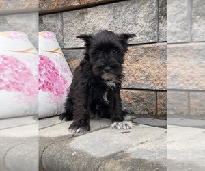 Schnauzer (Miniature) Puppy for sale in CANOGA, NY, USA
